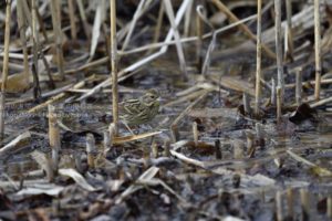 ［6］野鳥修行、始めました！！