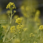 ［6］春を知らせる黄色い花、菜の花