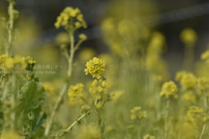 ［6］春を知らせる黄色い花、菜の花