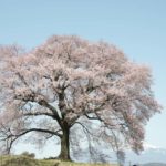 ［6］2016年に撮りたい桜 パート3