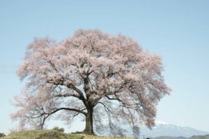 ［6］2016年に撮りたい桜 パート3