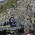 ［6］2016年は身延山久遠寺の枝垂れ桜が観たい