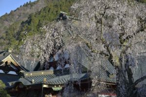 ［6］2016年は身延山久遠寺の枝垂れ桜が観たい