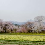 ［6］2016年に撮りたい桜 パート２
