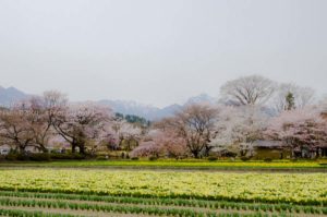 ［6］2016年に撮りたい桜 パート２