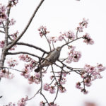 ［6］寒桜で観るヒヨドリの姿