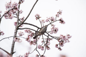 ［6］寒桜で観るヒヨドリの姿