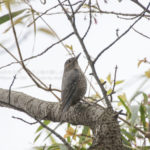 ［6］ヒヨドリは派手さはないけど、それが持ち味！？