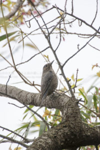 ［6］ヒヨドリは派手さはないけど、それが持ち味！？