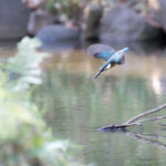 ［6］獲物に向かって一直線のカワセミ