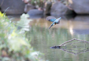 ［6］獲物に向かって一直線のカワセミ