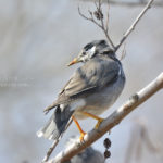 ［6］水元公園は野鳥がたくさん！？