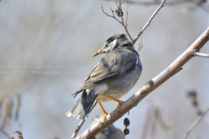 ［6］水元公園は野鳥がたくさん！？