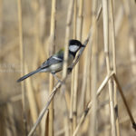［6］沢山の鳥の種類に驚かされます。