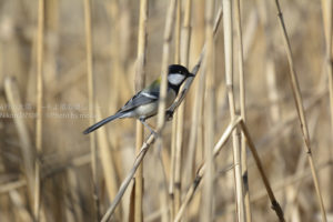 ［6］沢山の鳥の種類に驚かされます。