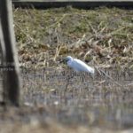 ［6］獲物を物色中のコサギ