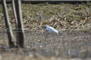 ［6］獲物を物色中のコサギ