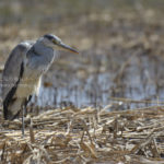 ［6］一点をジッと見つめるアオサギ