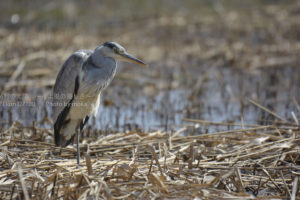 ［6］一点をジッと見つめるアオサギ