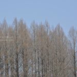 ［6］公園に少しだけ残る冬の装い