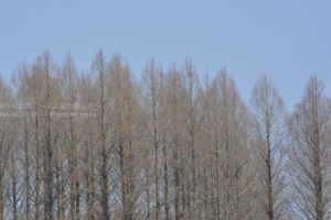 ［6］公園に少しだけ残る冬の装い