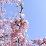 ［6］早咲きの河津さくらも終わりが近づいています