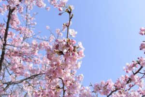 ［6］早咲きの河津さくらも終わりが近づいています