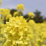 ［6］目の前に広がる黄色い菜の花畑