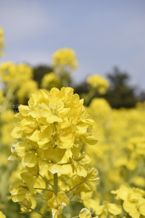 ［6］目の前に広がる黄色い菜の花畑