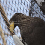 ［6］動物園だからこそ出会える猛禽類