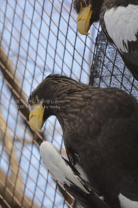 ［6］動物園だからこそ出会える猛禽類