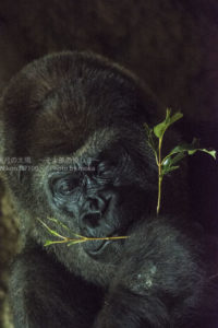 ［6］威厳のある我が家の父　−マウンテンゴリラ−