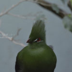 ［6］上野動物園で鳥撮影の練習！！