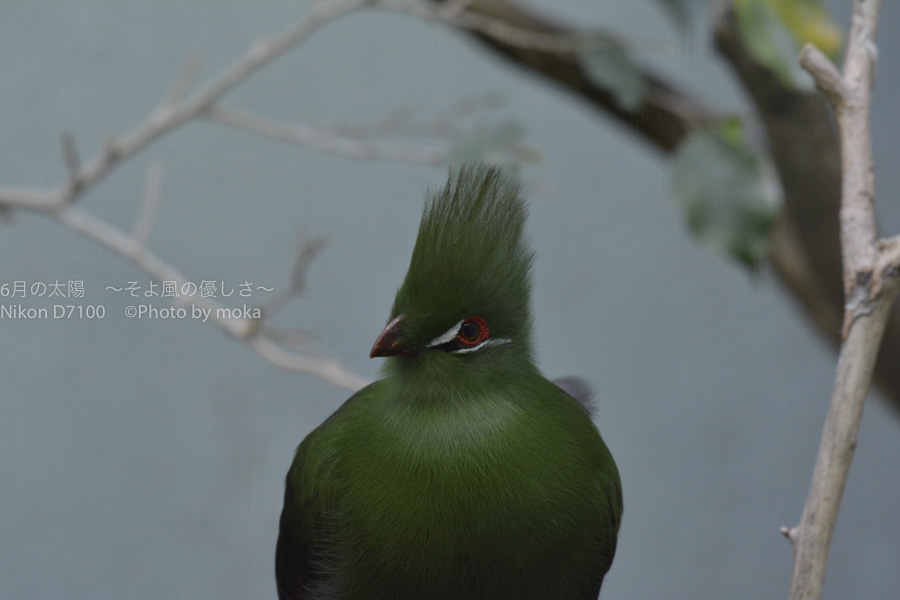 ［6］上野動物園で鳥撮影の練習！！