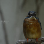 ［6］上野動物園で反則技を！ ーカワセミ撮影ー