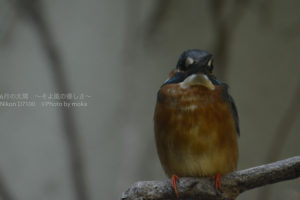 ［6］上野動物園で反則技を！ ーカワセミ撮影ー