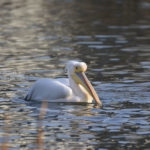 ［6］上野不忍池にペリカン！？