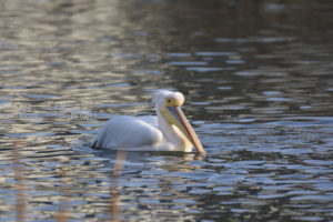 ［6］上野不忍池にペリカン！？