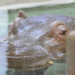 ［6］上野動物園のカバ