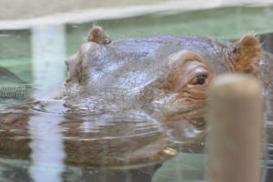 ［6］上野動物園のカバ