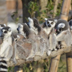 ［6］一列に並んだワオキツネザル！