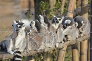［6］一列に並んだワオキツネザル！