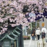［6］聞いたことありますか？安行桜！
