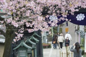 ［6］聞いたことありますか？安行桜！
