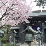 ［6］安行桜と密蔵院