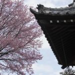 ［6］ずっと眺めていたい桜の風景