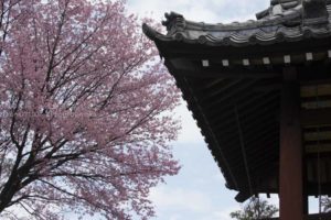 ［6］ずっと眺めていたい桜の風景