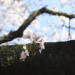 ［6］Nikon D5を持って新宿御苑の桜を撮影