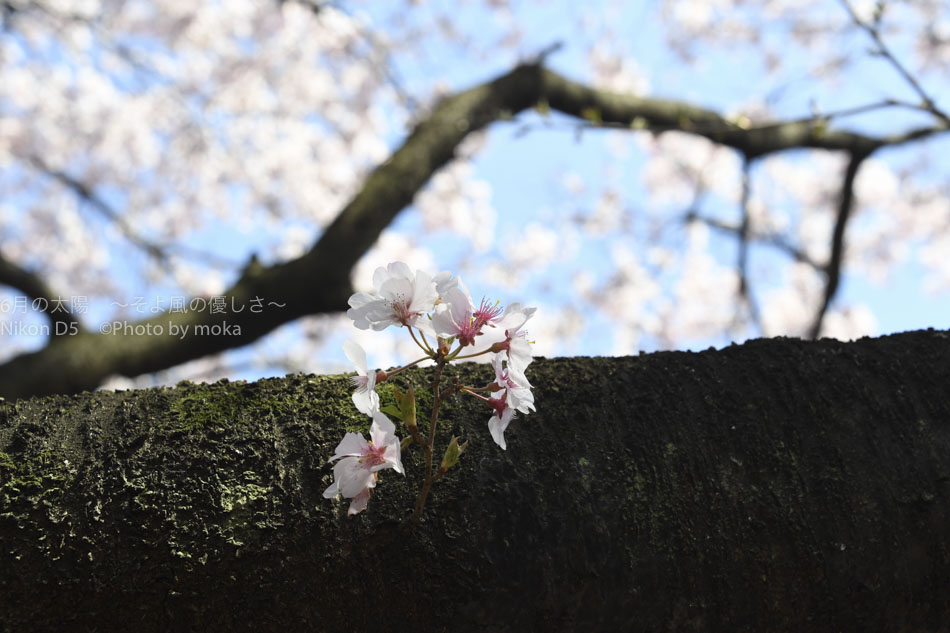 ［6］Nikon D5を持って新宿御苑の桜を撮影