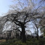 ［６］新宿御苑の枝垂れ桜は存在感抜群！